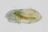 Grapholita lathyrana