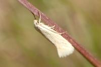 Elachista pollutella