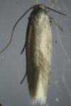 Elachista lastrella