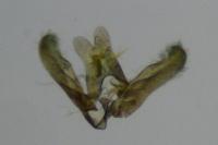 Elachista pollutella