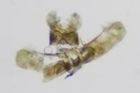 Elachista lastrella