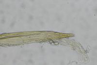 Elachista lastrella