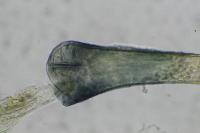 Elachista lastrella