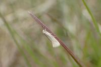 Elachista pollutella