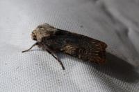 Agrotis puta