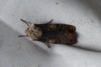 Agrotis puta