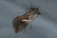 Macdunnoughia confusa