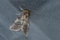 Tethea ocularis