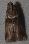 Acrobasis consociella