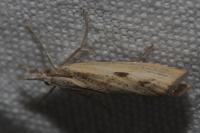Agriphila inquinatella