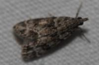 Eudonia mercurella