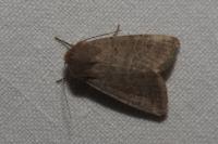 Orthosia cerasi