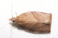 Pandemis cerasana