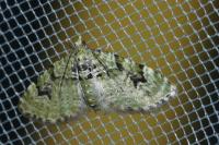 Chloroclystis v-ata