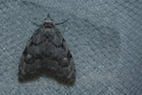 Nola confusalis