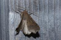 Odontopera bidentata