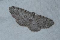 Aethalura punctulata