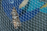 Epinotia tedella