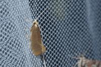 Nematopogon swammerdamella swammerdamella