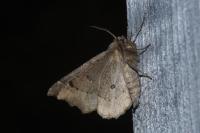 Odontopera bidentata