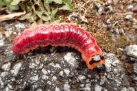 Cossus cossus