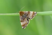 Panemeria tenebrata