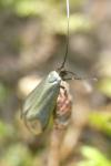 Adela reaumurella