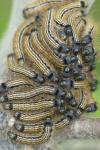 Malacosoma neustria