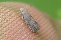 Dichrorampha