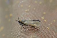 Cauchas rufimitrella