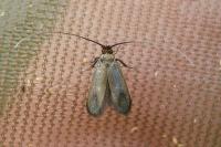 Cauchas rufimitrella