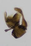 Micropterix calthella