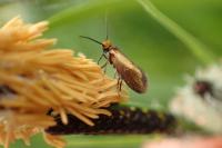 Micropterix calthella