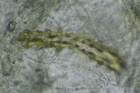 Elachista canapennella