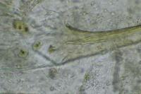 Elachista canapennella
