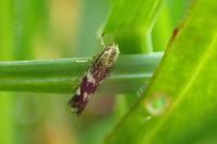 Elachista canapennella