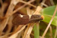 Incurvaria masculella