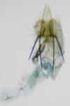 Coleophora otidipennella