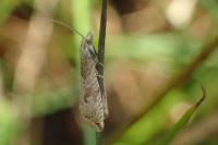 Bactra lancealana