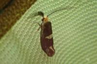 Incurvaria masculella