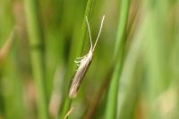 Coleophora otidipennella