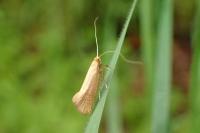 Nematopogon swammerdamella swammerdamella