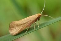 Nematopogon swammerdamella swammerdamella