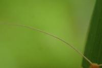 Nematopogon swammerdamella swammerdamella
