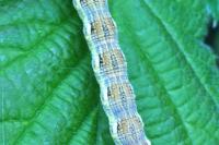 Erannis defoliaria