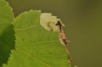 Heringocrania unimaculella