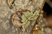 Colostygia pectinataria