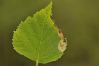 Heringocrania unimaculella