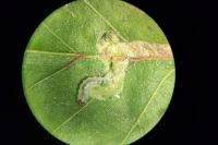Heringocrania unimaculella