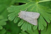 Orthosia gracilis